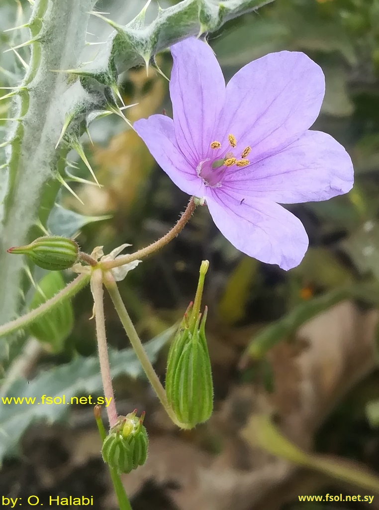 Erodium gruinum (L.)  L’Hér